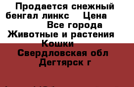 Продается снежный бенгал(линкс) › Цена ­ 25 000 - Все города Животные и растения » Кошки   . Свердловская обл.,Дегтярск г.